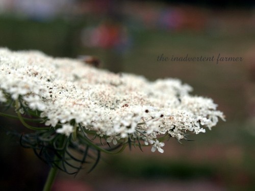 queen's lace1