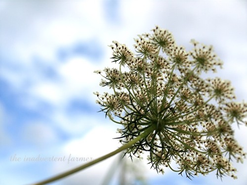 queen's lace2