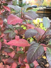 Fall color, Botanic 2 (Verbena)