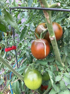 Xan's Krim tomato finally ripening